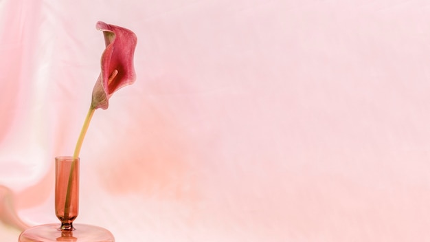 Flor de lírio rosa em um vaso em fundo rosa