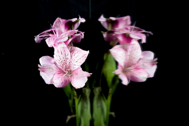 Flor de lírio roxo, refletindo sobre fundo preto