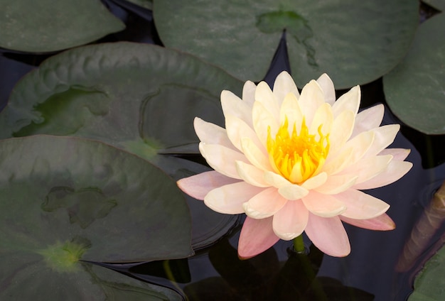 Flor de lótus amarela na lagoa