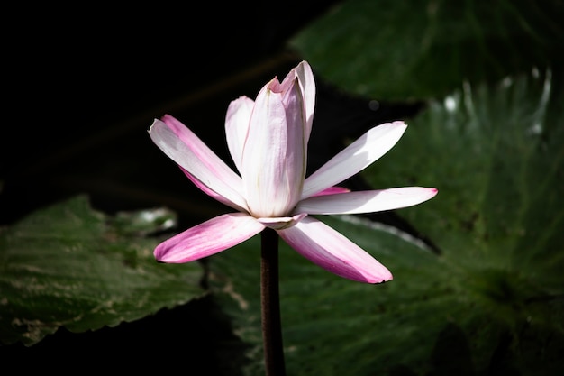 Flor de lótus na água