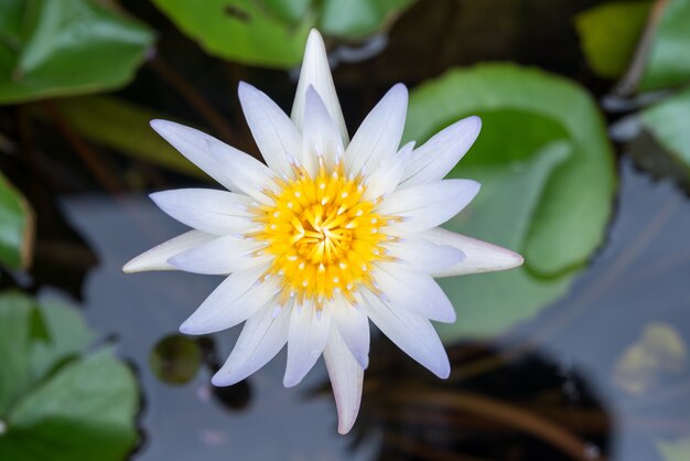 Flor de lótus na lagoa