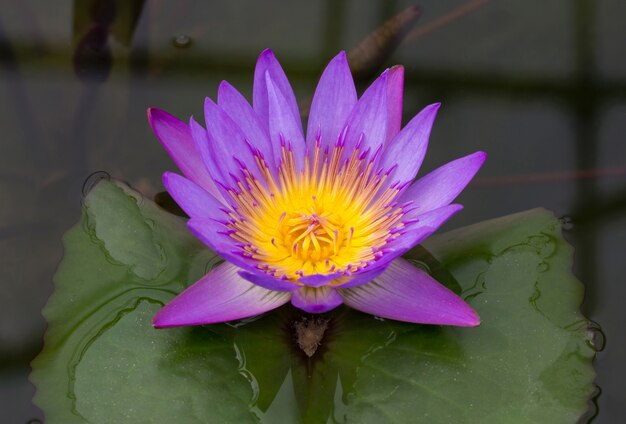 Flor de lótus roxa na lagoa