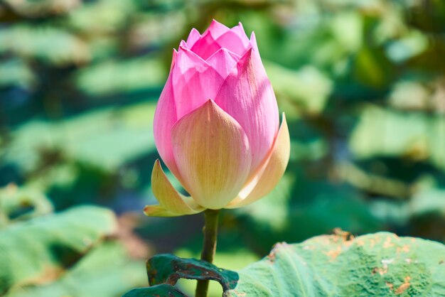 Flor de Lotus