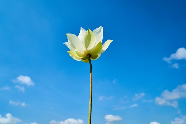 Flor de Lotus