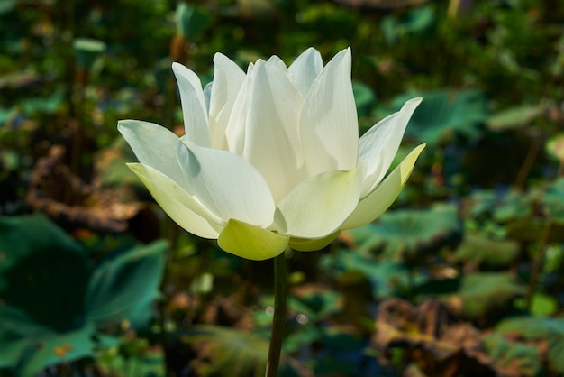 Foto grátis flor de lotus