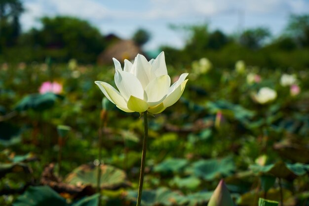 Flor de Lotus