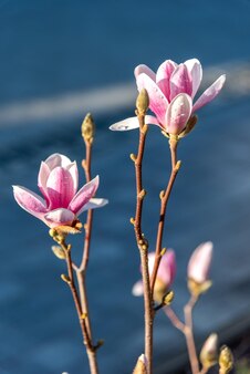 Flor de magnólia no sol poente