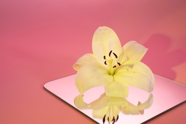 Flor de orquídea contra espelho e fundo rosa