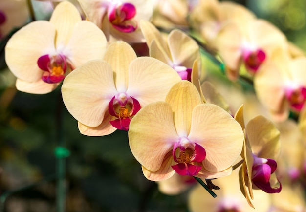 Foto grátis flor de orquídea de phalaenopsis amarelo