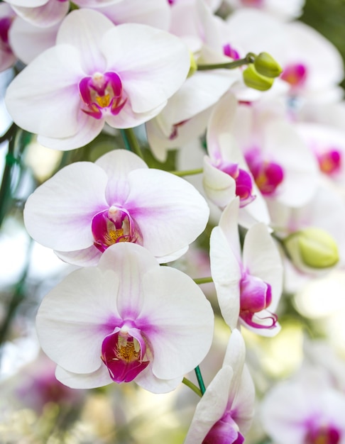 Foto grátis flor de orquídea de phalaenopsis branca