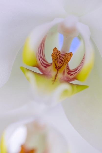 Flor de orquídea em close-up