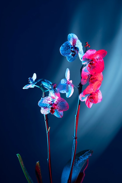 Flor de orquídea em fundo gradiente