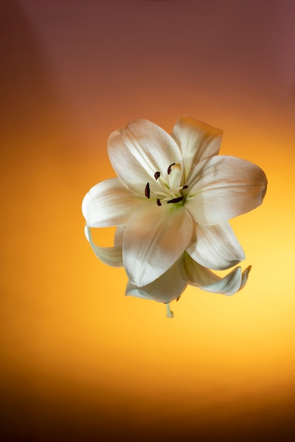 Flor de orquídea em fundo gradiente