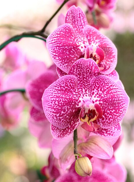 Foto grátis flor de orquídea phalaenopsis