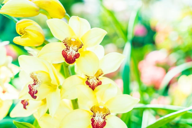 Flor de orquídea