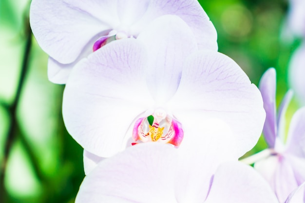 Flor de orquídea