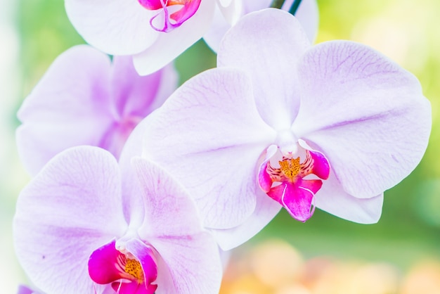 Flor de orquídea