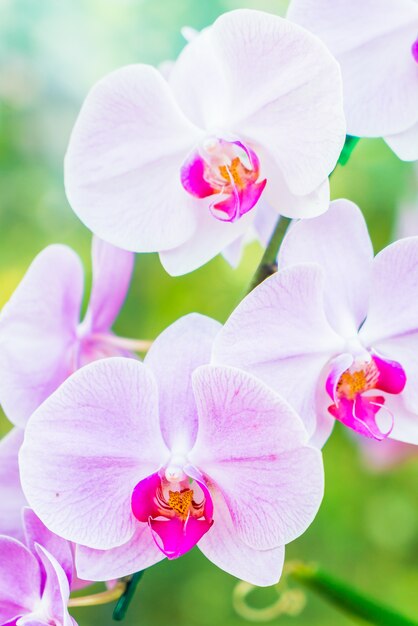 Flor de orquídea