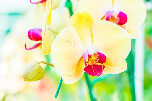 Flor de orquídea