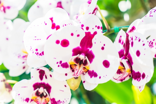 Foto grátis flor de orquídea