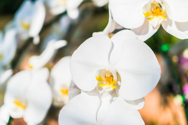 Flor de orquídea