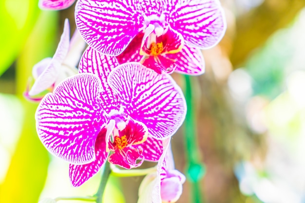 Foto grátis flor de orquídea