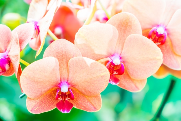 Foto grátis flor de orquídea