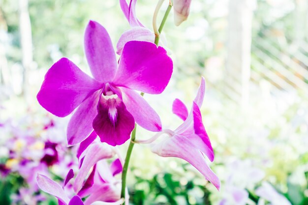 Flor de orquídea