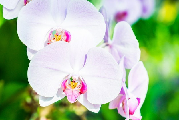 Foto grátis flor de orquídea