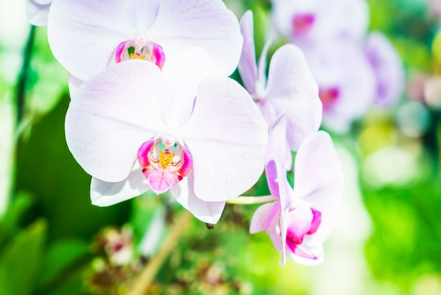 Flor de orquídea