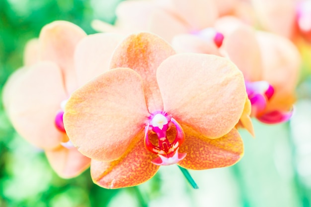 Foto grátis flor de orquídea