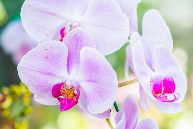 Flor de orquídea