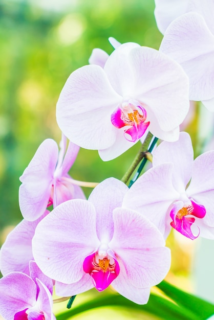 Flor de orquídea