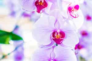Foto grátis flor de orquídea
