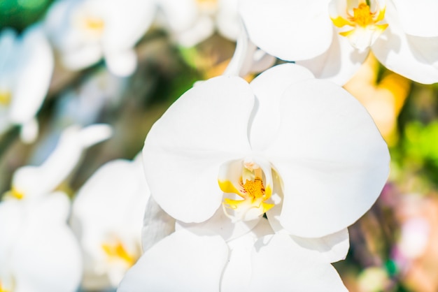 Flor de orquídea