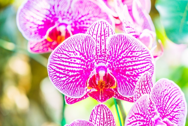 Foto grátis flor de orquídea