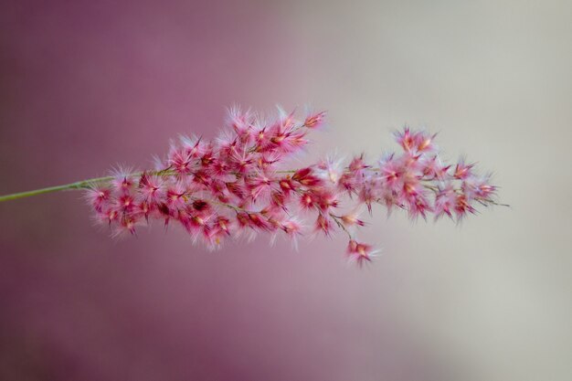 Flor de pétalas vermelhas