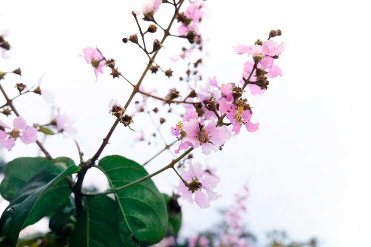 Foto grátis flor de sakura