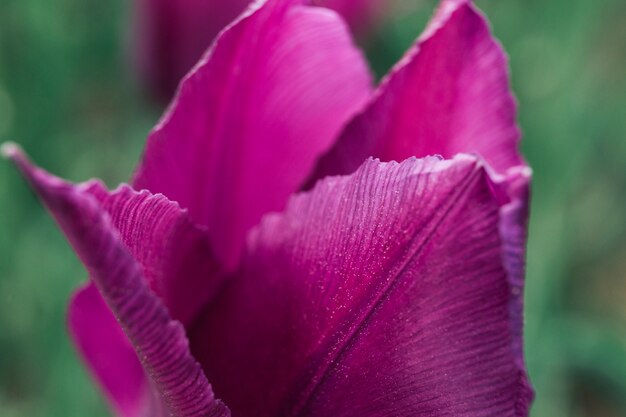 Flor de tulipa rosa desabrochando