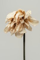 Flor de tulipa seca em um fundo cinza