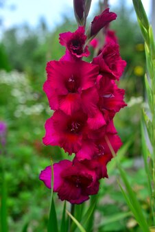 Flor de um gladíolo roxo escuro em canteiros de flores no jardim