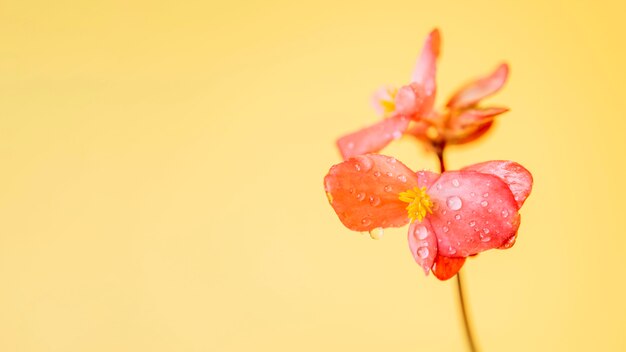 Flor elegante com orvalho