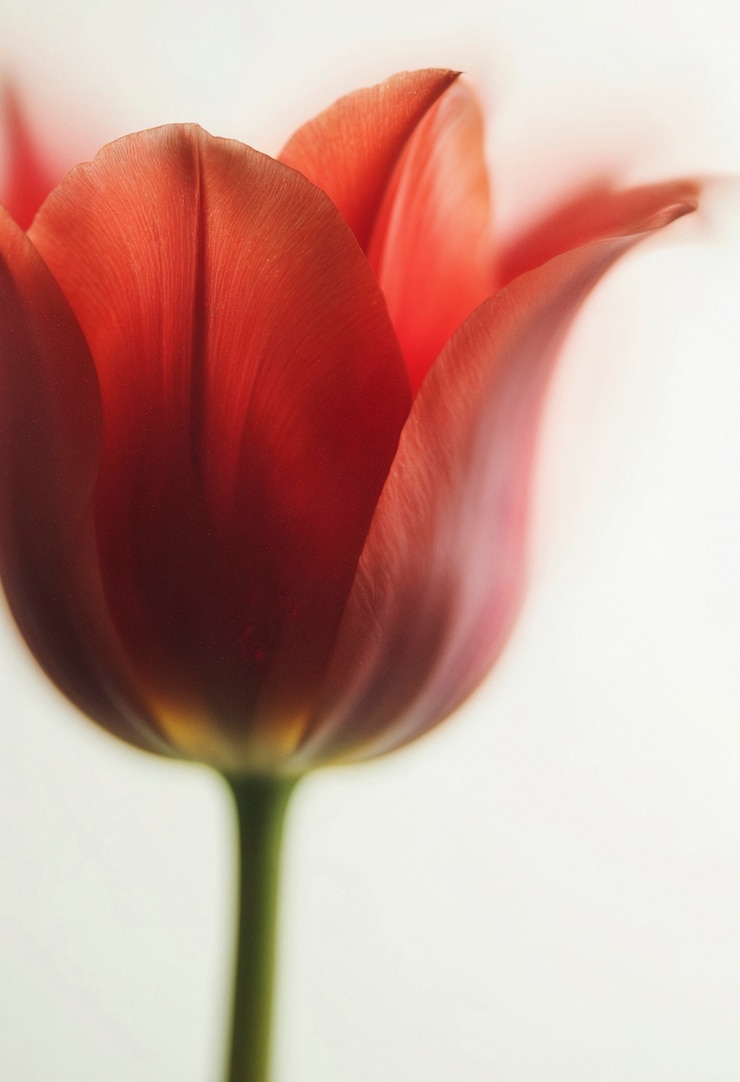 Foto grátis flor etérea no estúdio