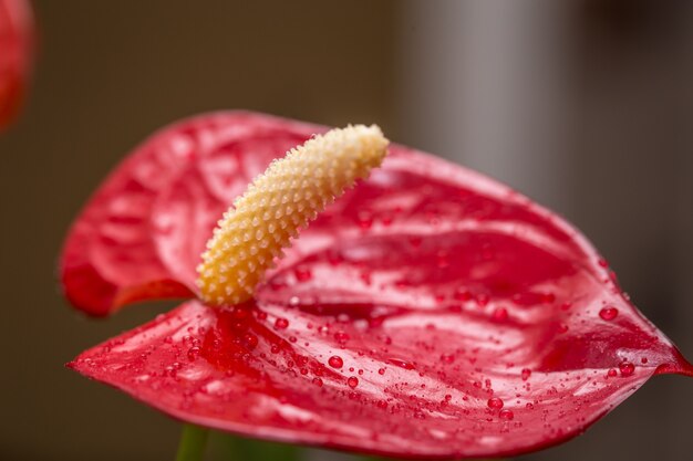 Flor exótica de perto