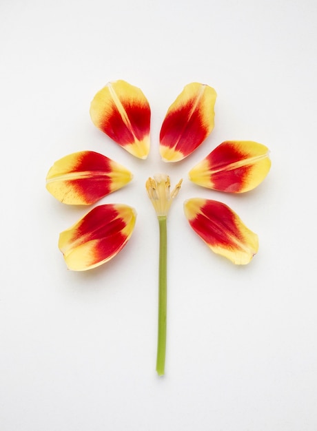 Foto grátis flor feita de pétalas de flores