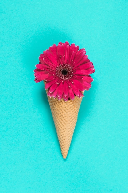 Flor Gerbera no cone de waffle na mesa azul