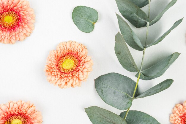 Flor gerbera rosa com galho em pano de fundo branco