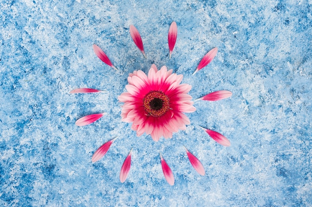 Flor gerbera rosa com pétalas na mesa