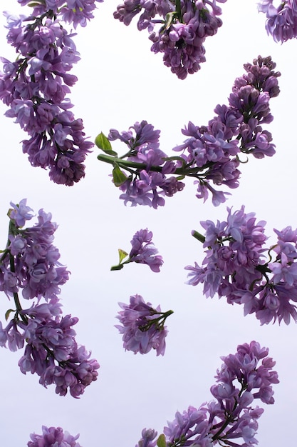 Foto grátis flor lilás no céu