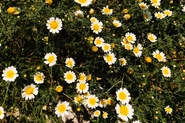 Flor linda Margarida branca em flor